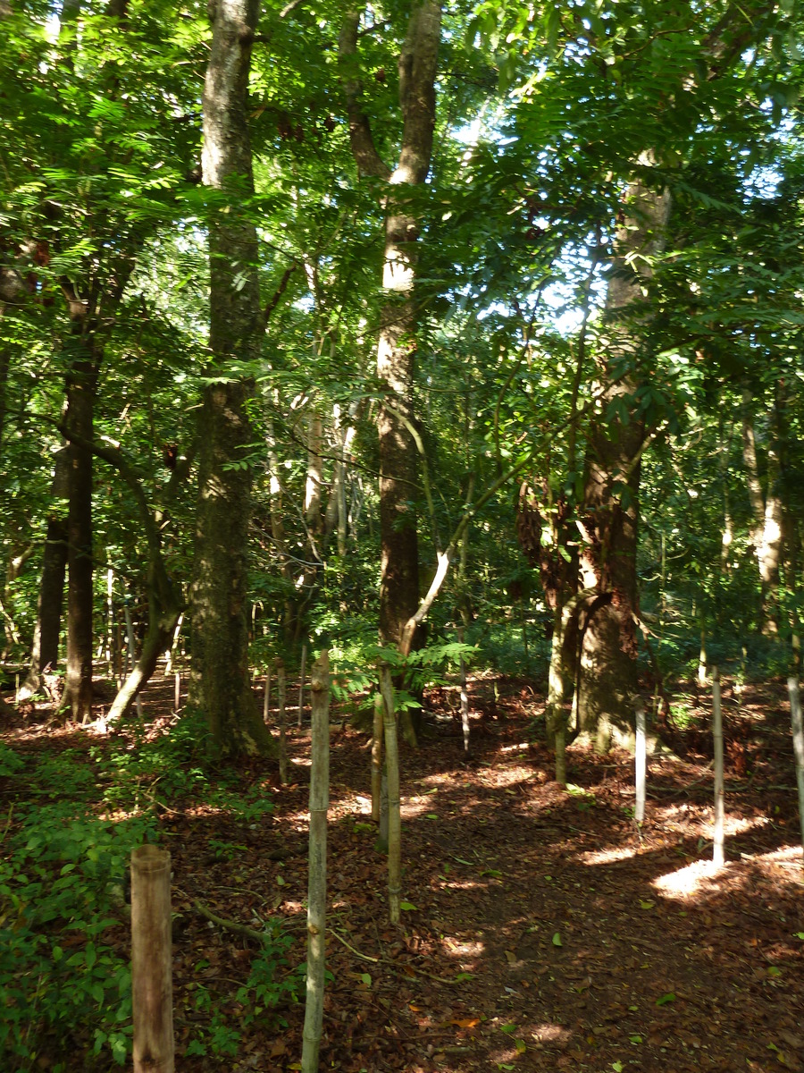 照片 斐济(Fiji) 辛加东卡沙丘国家公园(Sigatoka sand dunes national park) 2010-05 44
