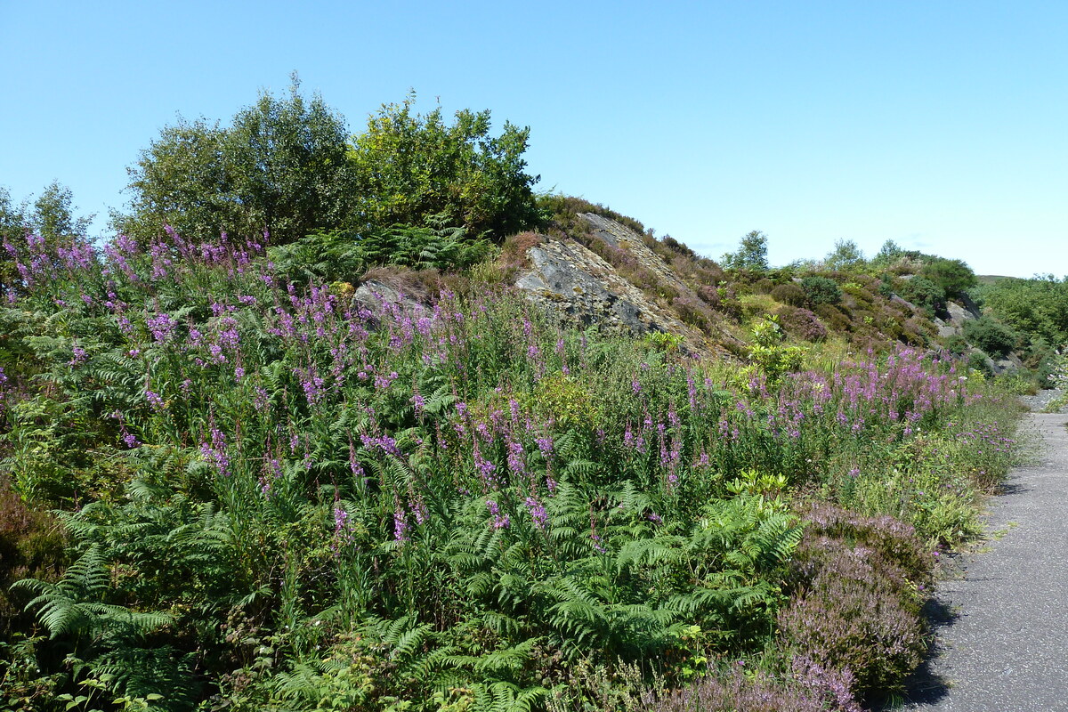 照片 英国(United Kingdom) 苏格兰(Scotland) 阿里塞格海岸(Arisaig coast) 2011-07 87