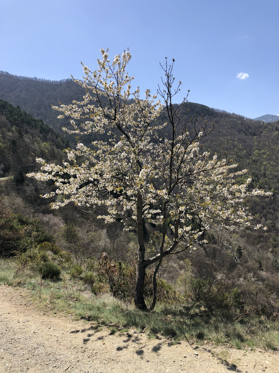 照片 法国(France) 卡尼古圣马丁修道院(Abbaye Saint Martin du Canigou) 2018-04 23