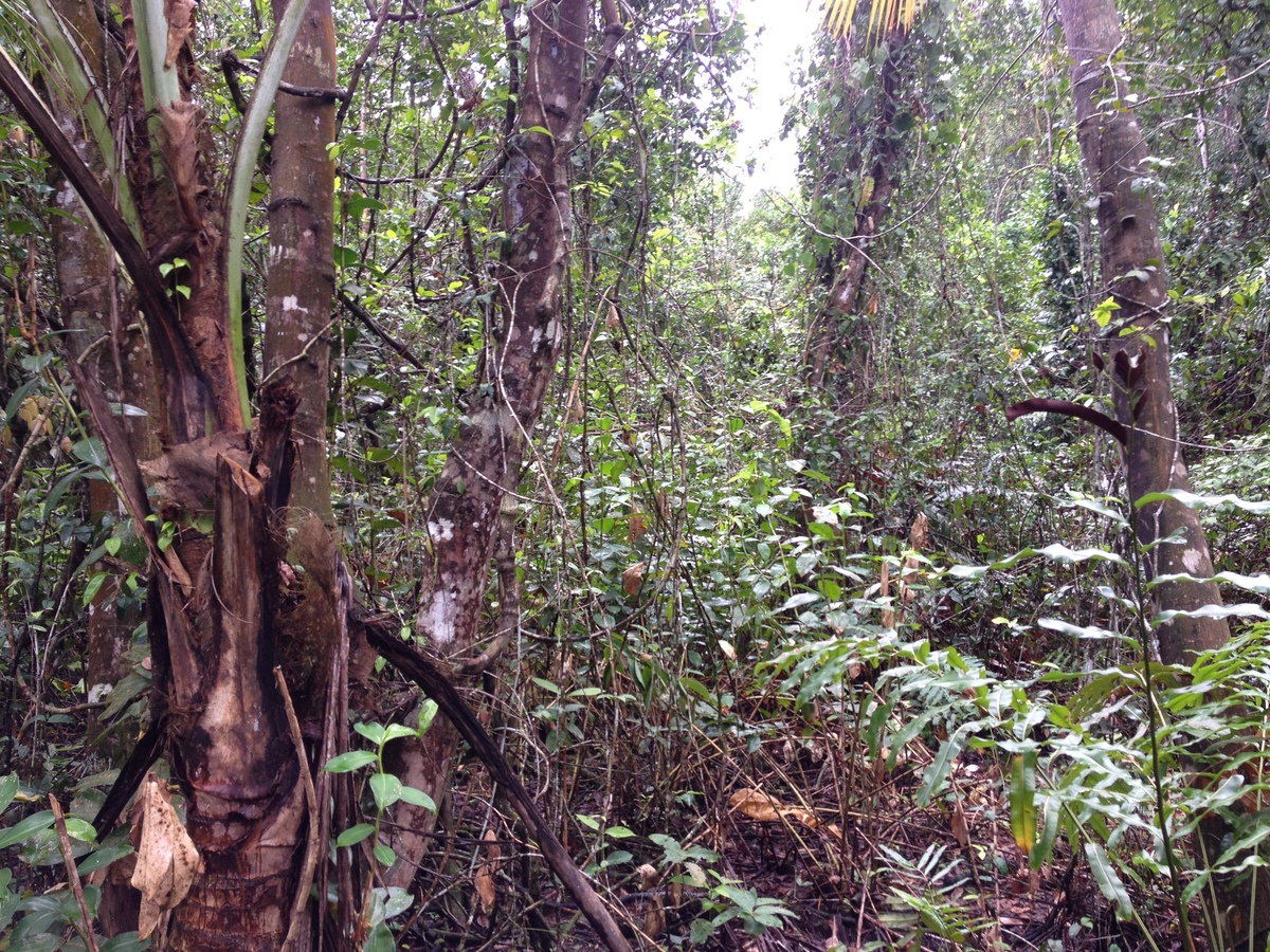 照片 哥斯达黎加(Costa Rica) 卡维塔(Cahuita) 2015-03 52