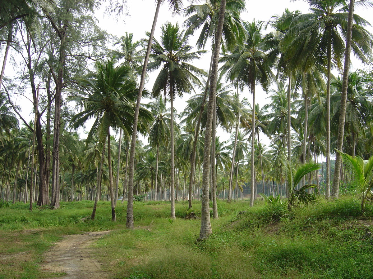 照片 泰国(Thailand) 考拉(Khao Lak) 邦萨海滩(Bang Sak Beach) 2005-12 33