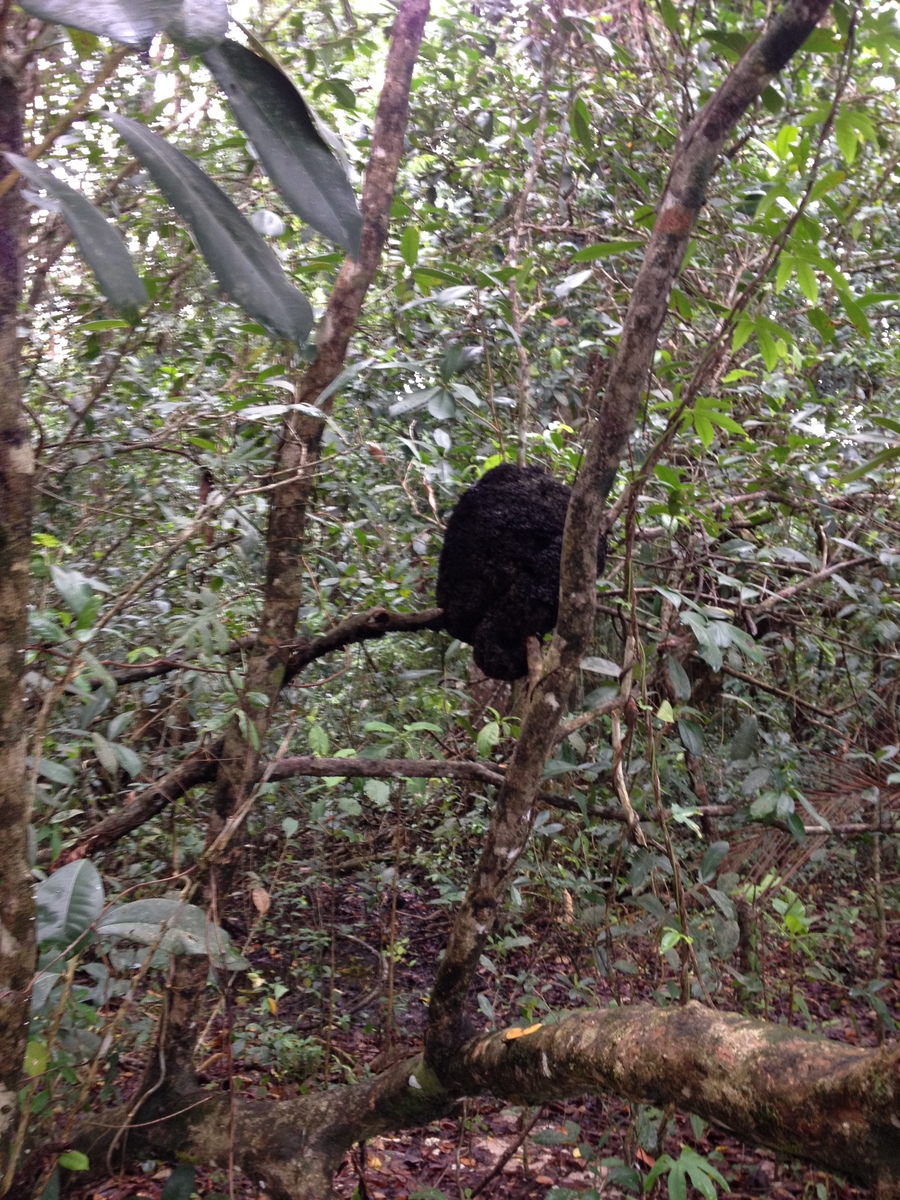 照片 哥斯达黎加(Costa Rica) 卡维塔(Cahuita) 2015-03 251