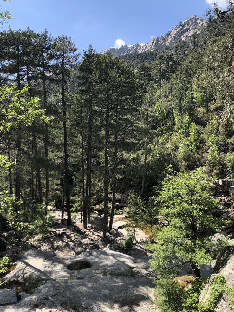 照片 法国(France) 科西嘉岛(Corsica) 艾托内森林(Aitone Forest) 2021-06 15