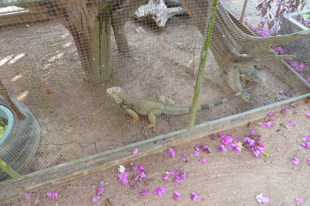 照片 泰国(Thailand) 清迈(Chiang Mai) 湄沙蛇园(Mae Sa Snake Farm) 2010-12 16