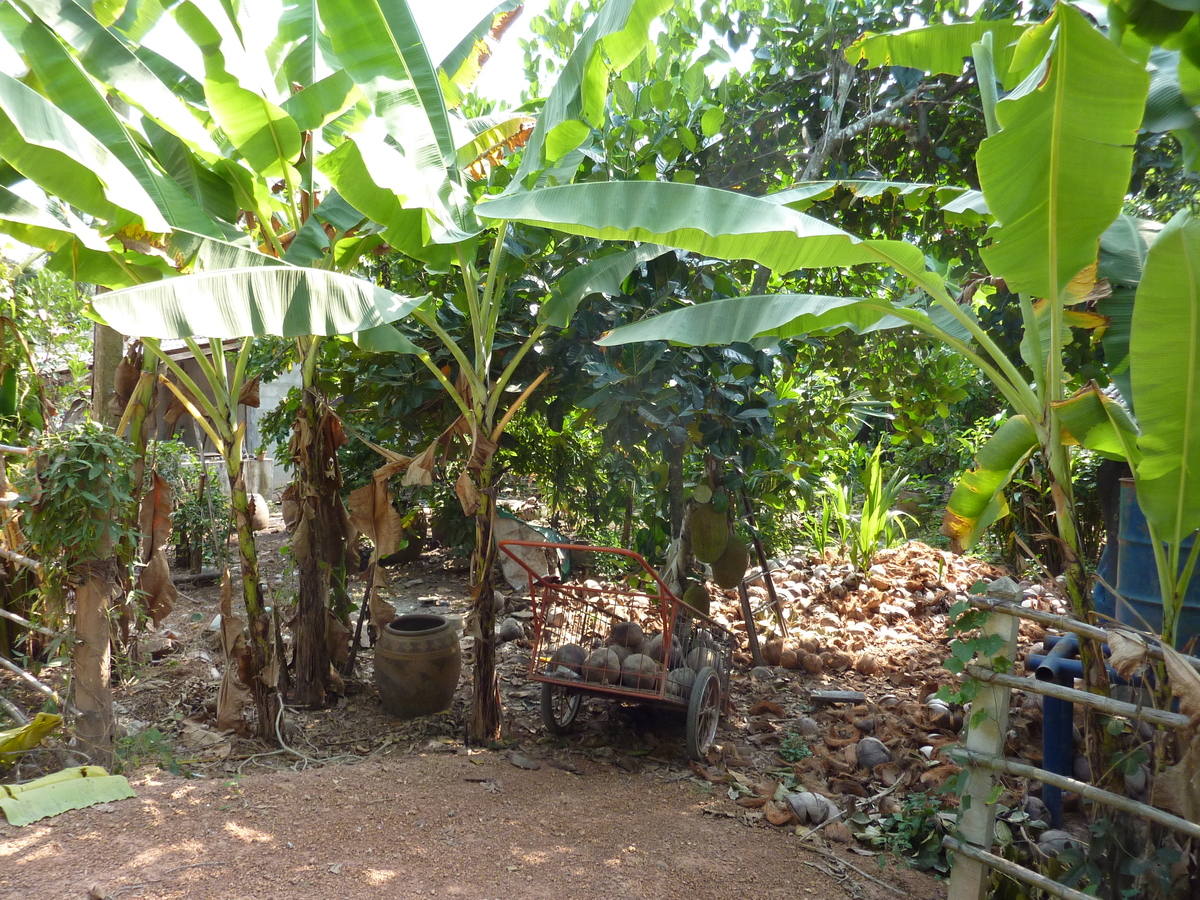 照片 泰国(Thailand) 彭世洛(Phitsanulok) 宗通(Chom Thong) 2009-12 6