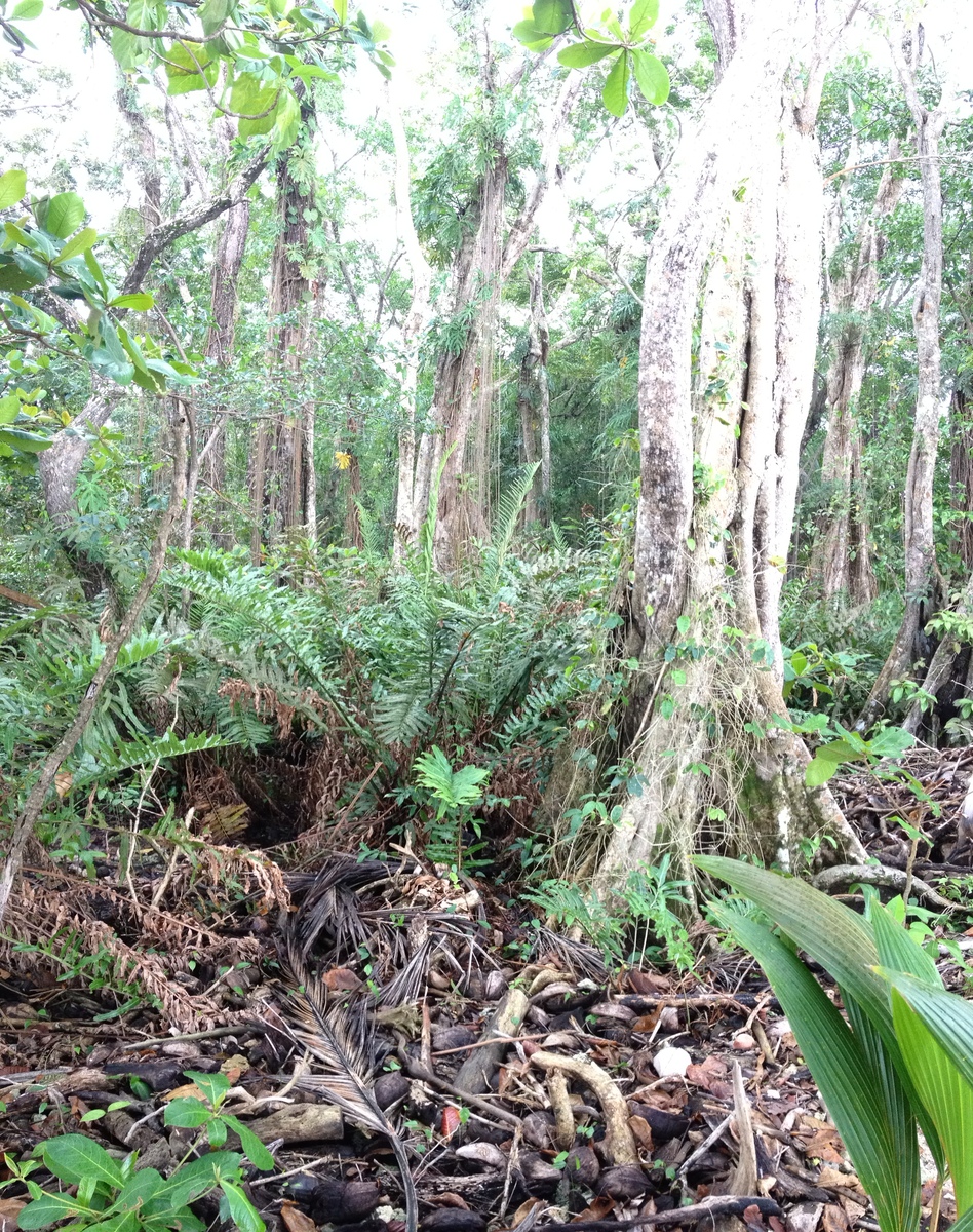 照片 哥斯达黎加(Costa Rica) 卡维塔(Cahuita) 2015-03 223
