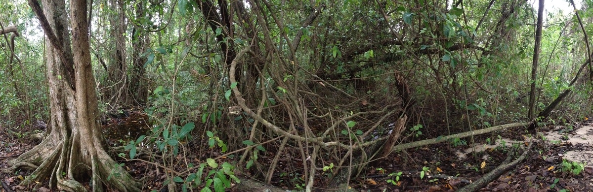 照片 哥斯达黎加(Costa Rica) 卡维塔(Cahuita) 2015-03 263