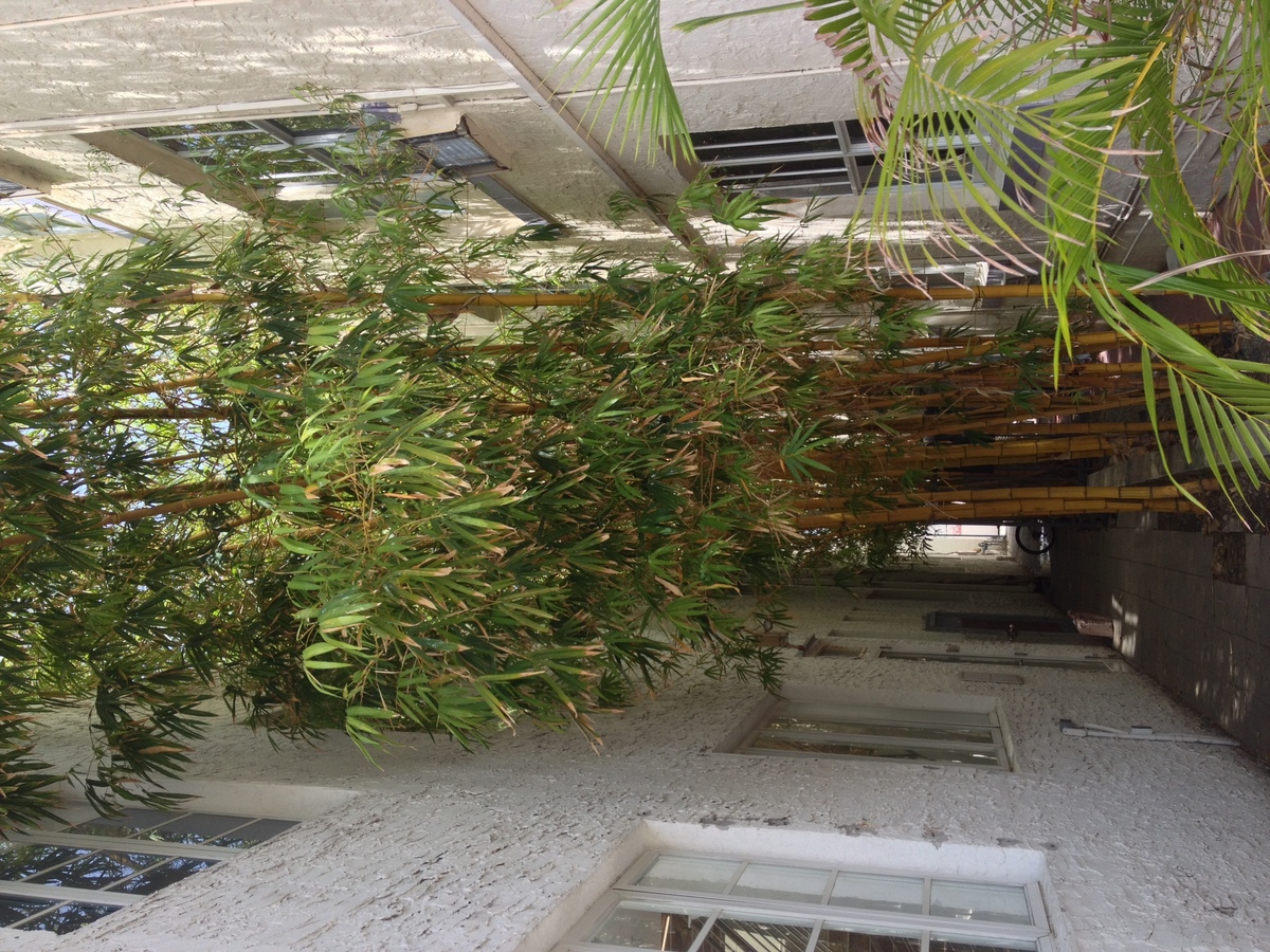 照片 美国(United States) 迈阿密海滩(Miami Beach) 2015-03 97