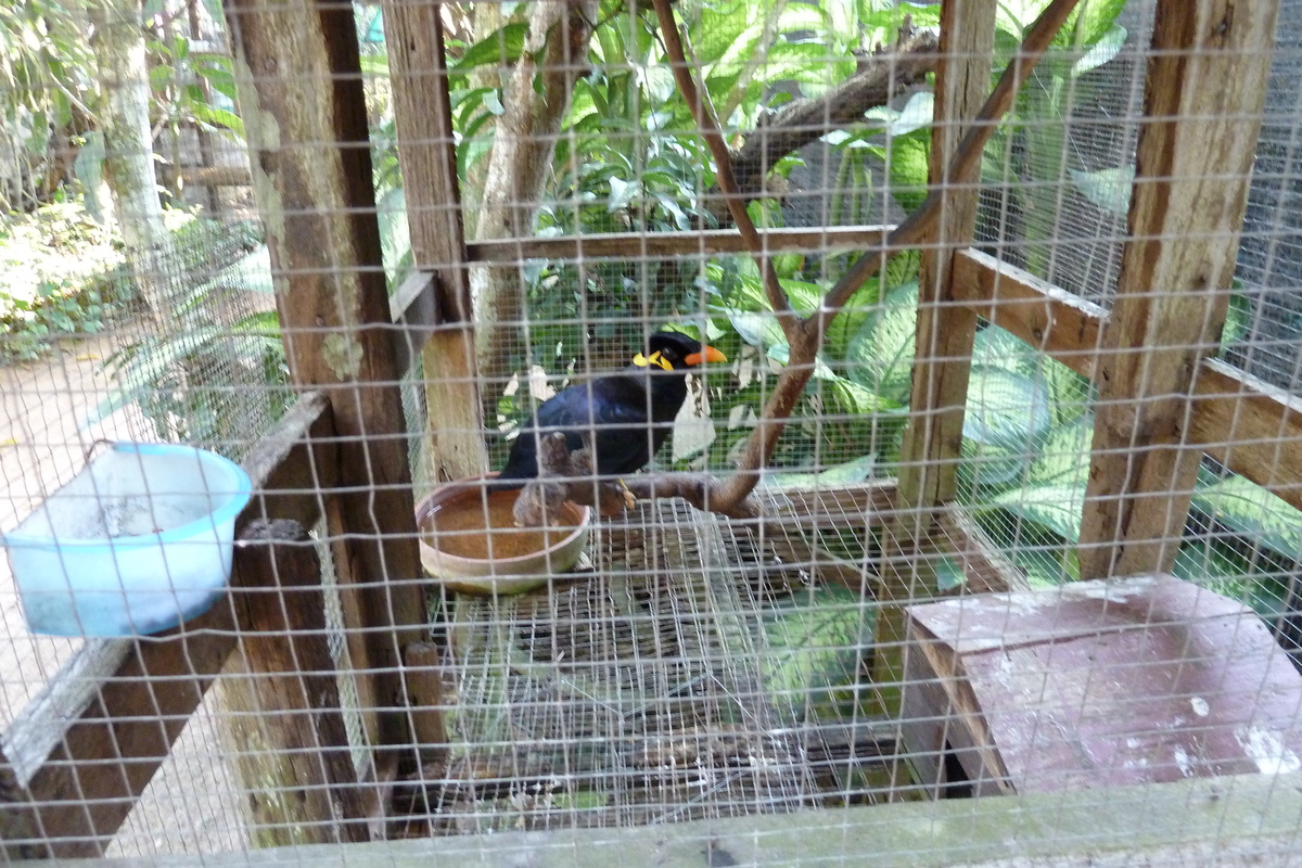 照片 泰国(Thailand) 清迈(Chiang Mai) 湄沙蛇园(Mae Sa Snake Farm) 2010-12 86