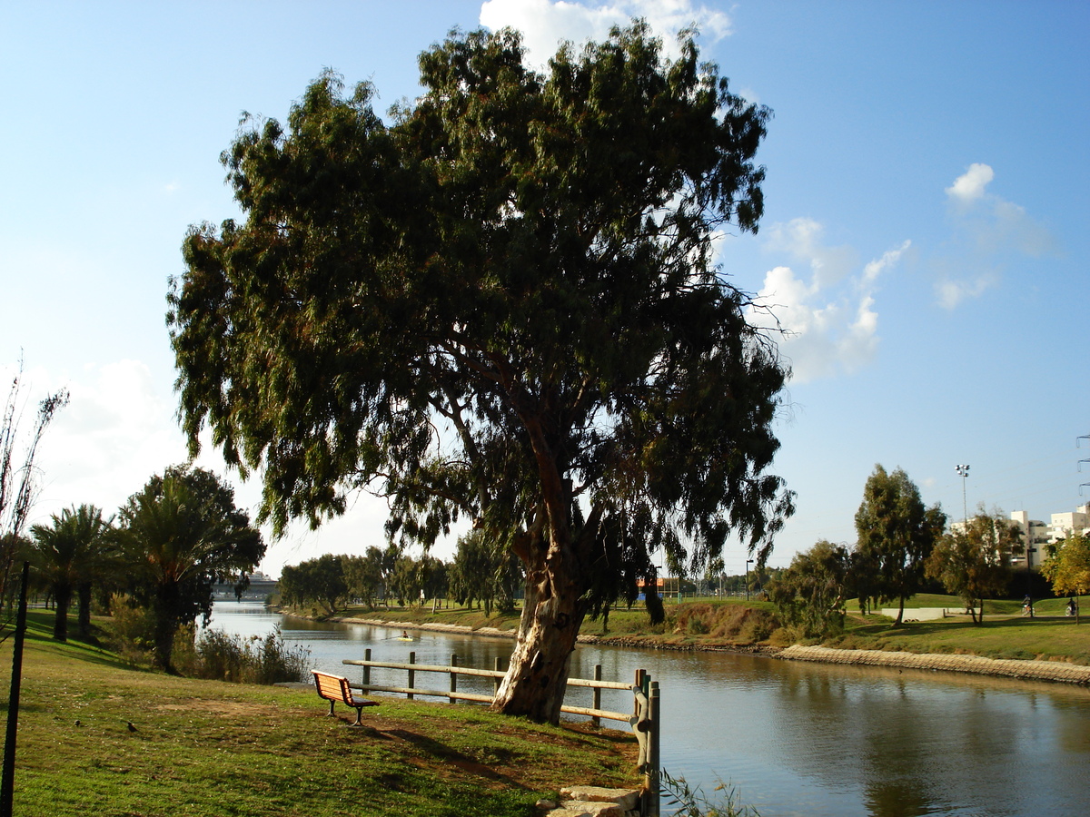 照片 以色列(Israel) 特拉维夫(Tel Aviv) 2006-12 108