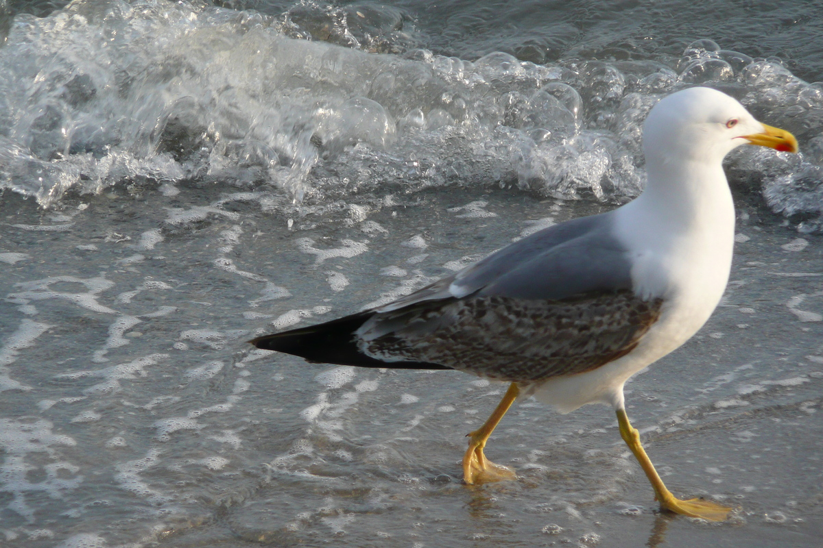 照片 法国(France) 戛纳(Cannes) 海滩(Beach) 2008-04 52