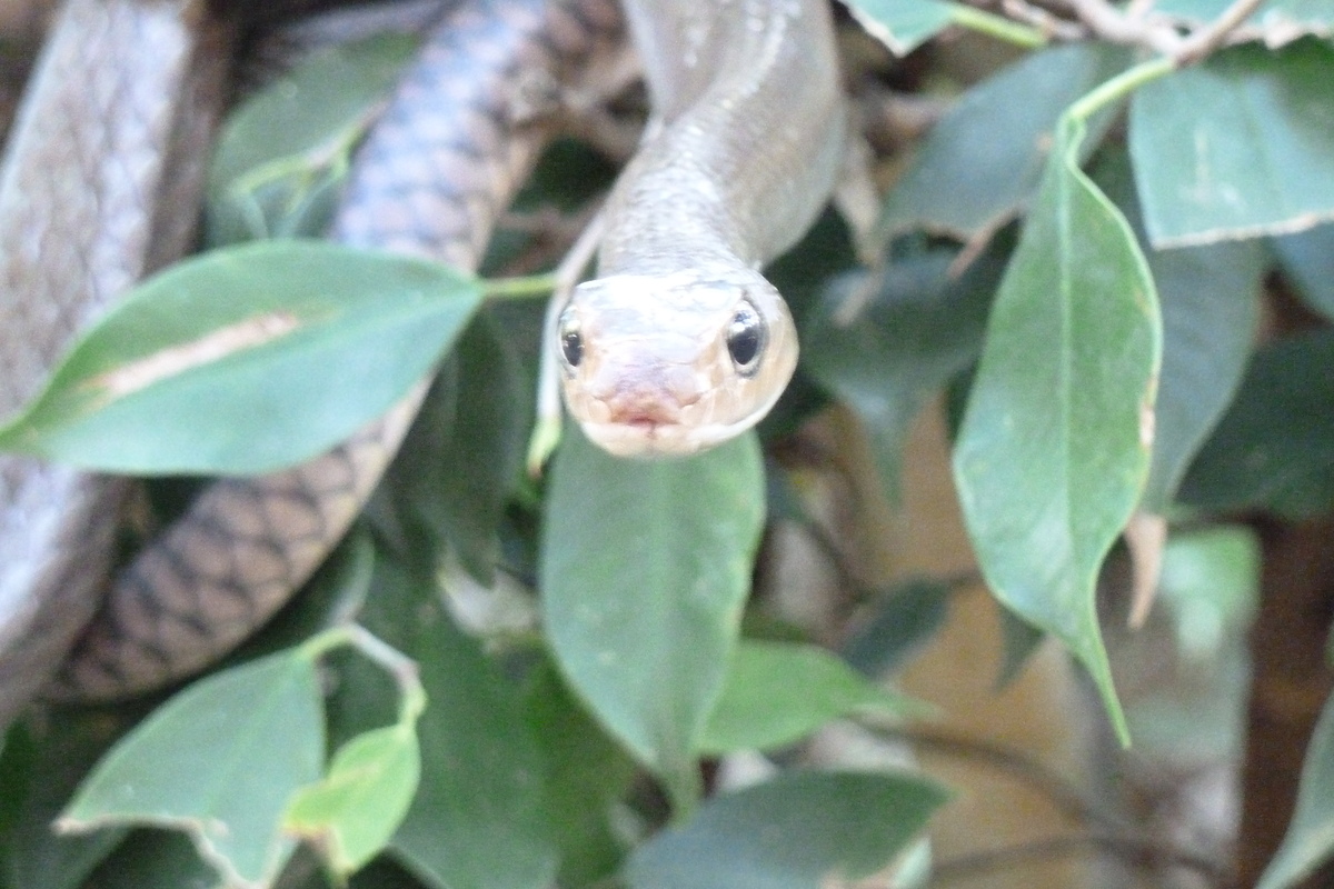 照片 泰国(Thailand) 清迈(Chiang Mai) 湄沙蛇园(Mae Sa Snake Farm) 2010-12 66