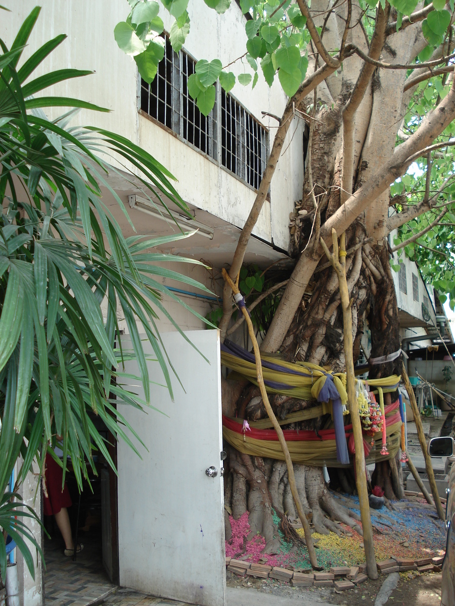 照片 泰国(Thailand) 清迈(Chiang Mai) 护城河内(Inside Canal) 三兰路(Sam Lan Road) 2006-04 22