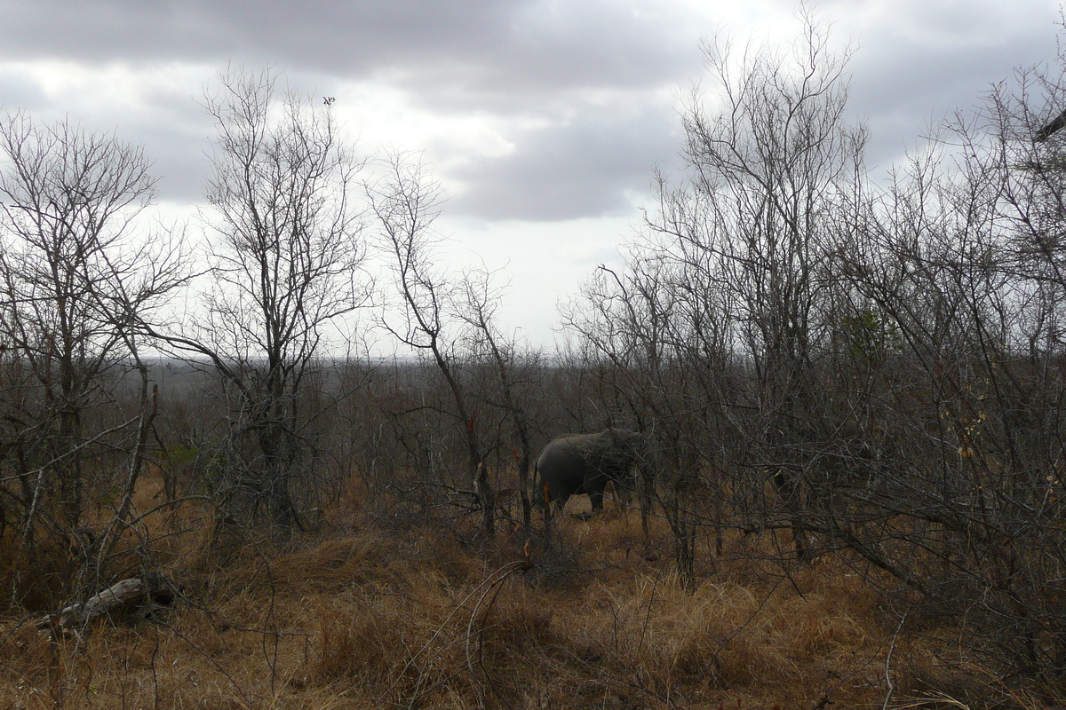 照片 南非(South Africa) 克鲁格国家公园(Kruger National Park) 2008-09 115