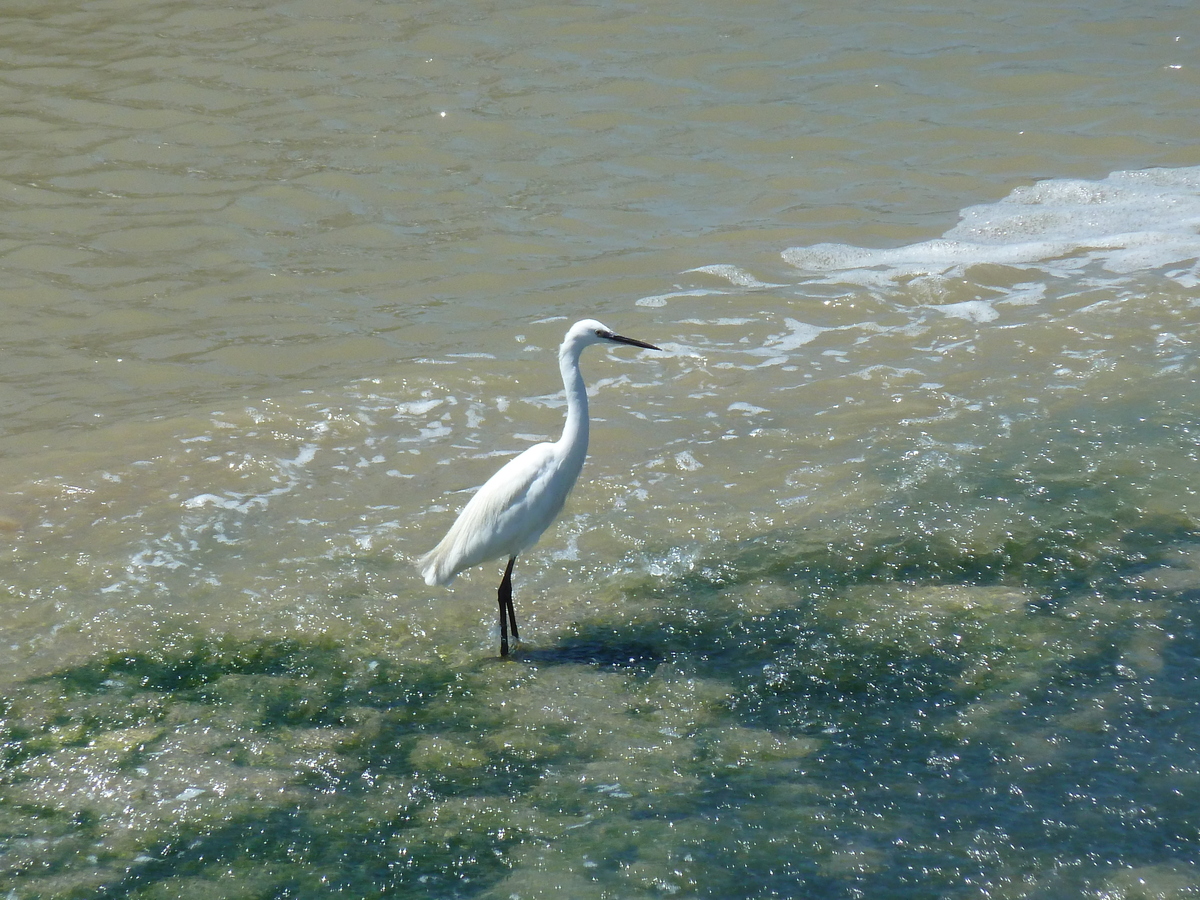 照片 法国(France) 努瓦尔穆捷(Noirmoutier) 2010-07 18