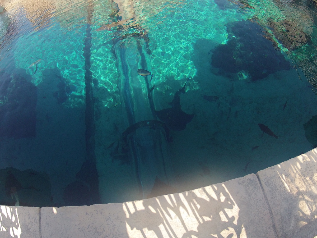 照片 阿联酋(United Arab Emirates) 迪拜(Dubai) 迪拜水世界(Dubai Aquaventure) 2012-01 55
