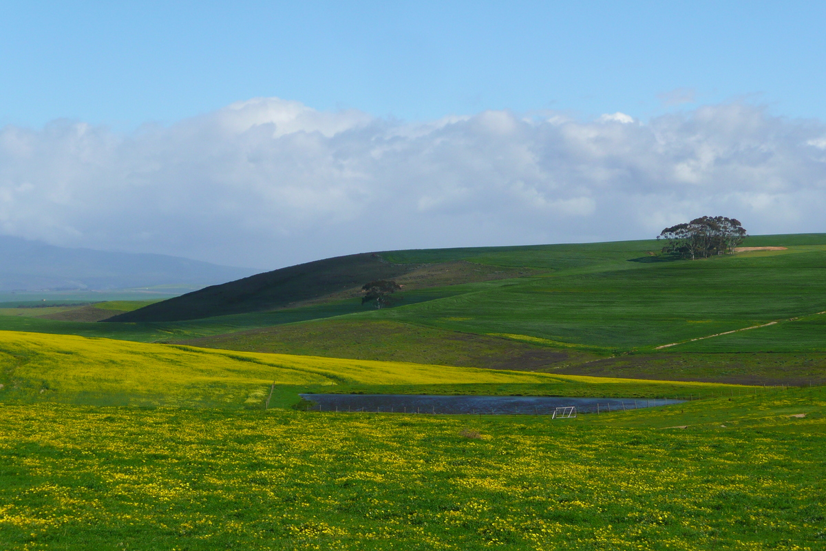 照片 南非(South Africa) 赫曼努斯至克尼斯纳公路(Harmanus to Knysna road) 2008-09 23