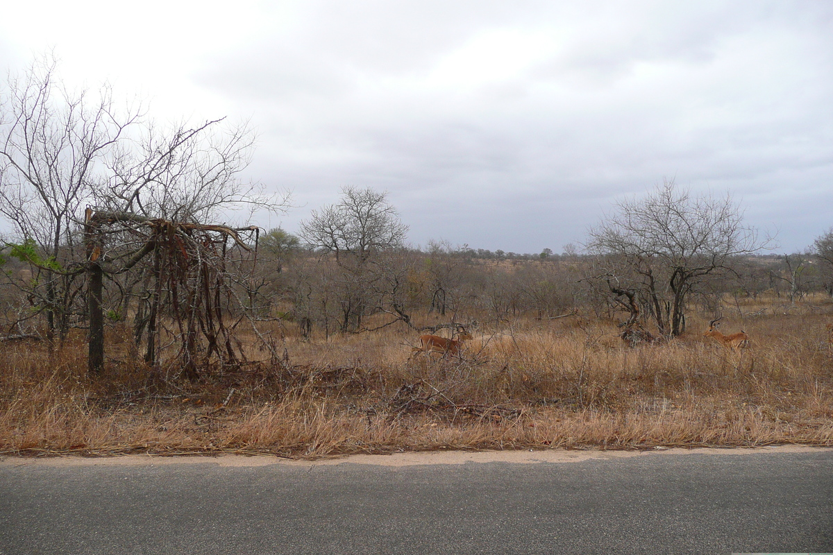 照片 南非(South Africa) 克鲁格国家公园(Kruger National Park) 2008-09 53