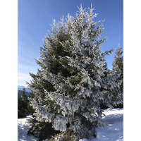 照片 法国(France) 阿尔利河畔普拉(Praz sur Arly) 2019-12 49