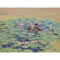 照片 泰国(Thailand) 素可泰(Sukhothai) 2010-12 24