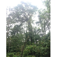 照片 哥斯达黎加(Costa Rica) 塔拉曼卡旧港(Puerto Viejo de Talamanca) 2015-03 86