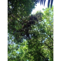照片 哥斯达黎加(Costa Rica) 曼努埃尔安东尼奥(Manuel Antonio) 2015-03 339