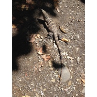 照片 哥斯达黎加(Costa Rica) 2015-03 37