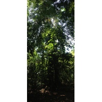 照片 哥斯达黎加(Costa Rica) 曼努埃尔安东尼奥(Manuel Antonio) 2015-03 167