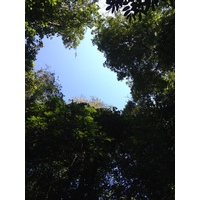 照片 哥斯达黎加(Costa Rica) 曼努埃尔安东尼奥(Manuel Antonio) 2015-03 274