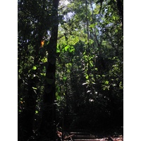 照片 哥斯达黎加(Costa Rica) 曼努埃尔安东尼奥(Manuel Antonio) 2015-03 11