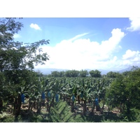 照片 哥斯达黎加(Costa Rica) 利蒙至锡基雷斯(Limon to Siquirres) 2015-03 23