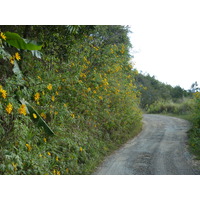 照片 新喀里多尼亚(New Caledonia) 蒂奥至卡纳拉公路(Thio to Canala road) 2010-05 65