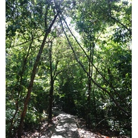 照片 哥斯达黎加(Costa Rica) 曼努埃尔安东尼奥(Manuel Antonio) 2015-03 12
