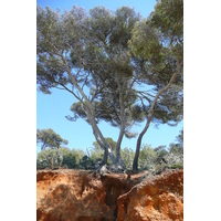 照片 法国(France) 波克罗勒岛(Porquerolles Island) 库尔塔德海滩(Courtade beach) 2008-05 4