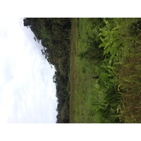 照片 巴拿马(Panama) 戴维至博卡斯德尔托罗(David to Bocas del toro) 2015-03 96