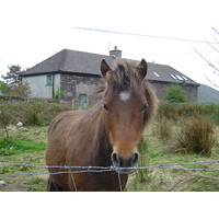 照片 爱尔兰(Ireland) 凯里郡(Kerry) 帕克纳西拉(Parknasilla) 2004-05 20