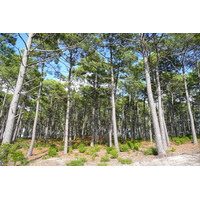 照片 法国(France) 莫比松(Maubuisson) 2007-08 0