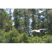照片 法国(France) 波克罗勒岛(Porquerolles Island) 库尔塔德海滩(Courtade beach) 2008-05 62