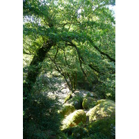 照片 法国(France) 于埃尔瓜特(Huelgoat) 2007-08 128