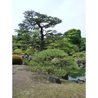 照片 日本(Japan) 京都(Kyoto) 二条城(Nijo Castle) 二之丸庭园(Ninomaru Garden) 2010-06 22