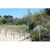 照片 法国(France) 波克罗勒岛(Porquerolles Island) 库尔塔德海滩(Courtade beach) 2008-05 26