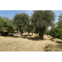 照片 法国(France) 旺斯(Vence) 2017-08 25