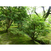 照片 日本(Japan) 京都(Kyoto) 银阁寺(Ginkakuji Temple(Silver Pavilion)) 2010-06 29