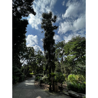 照片 新加坡(Singapore) 新加坡植物园(Singapore Botanic Gardens) 2023-01 42