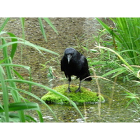 照片 日本(Japan) 京都(Kyoto) 涉成园(Shosei en Garden) 2010-06 77