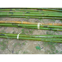 照片 泰国(Thailand) 邦玛帕(Pang Mapha) 2005-12 78