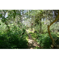 照片 法国(France) 波克罗勒岛(Porquerolles Island) 库尔塔德平原(Plaine de la courtade) 2008-05 40