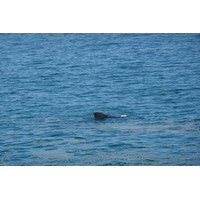 照片 南非(South Africa) 赫曼努斯(Harmanus) 2008-09 137