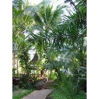 照片 缅甸(Myanmar) 仰光(Yangon) 甘达基宫殿酒店(Kandawgyi Palace Hotel) 2005-01 30