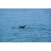 照片 南非(South Africa) 赫曼努斯(Harmanus) 2008-09 74